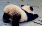Pandas are the BEST :D