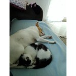 Les chatons trop mignon