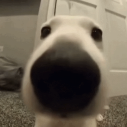 Dog Roblox decal