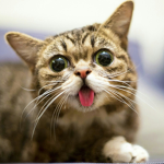 The Bub Fans
