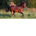 The horse luvers club