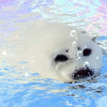 Sassy Seals