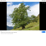 Mr tree