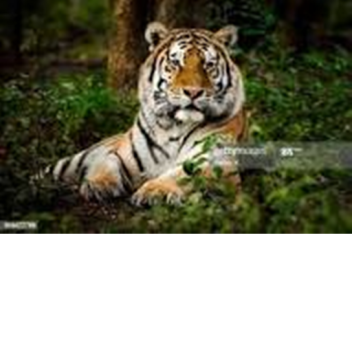 Tigers difficulty Chart.