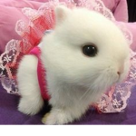 Bunnies in Tutus