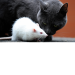 Rat ANd cat United
