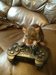 Rat rat group EEEEEE