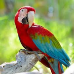 Parrots love
