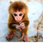Manlikemonkey