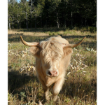 Cow Herd