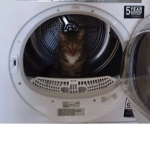 Washing machine cats.