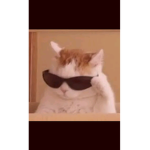 The Meow Kittens