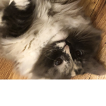 Cats of goodness