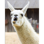 Llama central