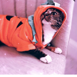 Jeffy :]