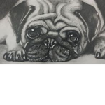 Pugs Will Rule The World And People