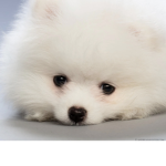 Doggie Chill