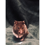 Ham’s