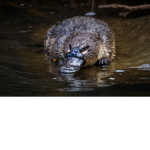 Platypus_Games