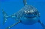 THE HAMY SHARKS