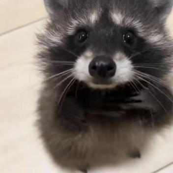 hi! hi! hello!!!