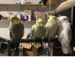 Cute pets like cockatiels