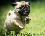 Pugs United Group (Pug)