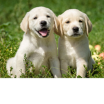 x_puppysquad_x