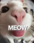 MEOW’S SQUAD