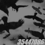 crow †
