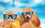DogeAndCat.co