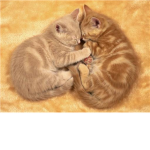 The kittens and Cats club!