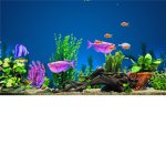 Shatterd fish