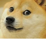 doge support teams