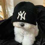 Folios team tho dog