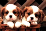 Puppy Daze