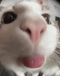 Group of cats!!!