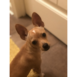 Animal shelter group