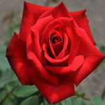 Rose Riviera