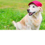 If you Like dogs this is the group for you!