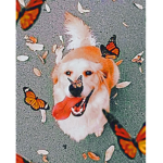 Support my dogs and me
