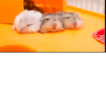 Hamster army Peyton tv