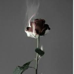 Roses PL