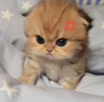 roblox club ! :)