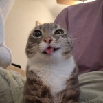 Meh group-