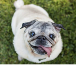 Macarleigh_pug_queen