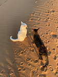 ‘Fin’s n’ paws’ {WCUE}