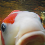 Koi fish clothes
