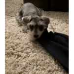 Molly Da Schnauzer