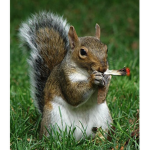 Minimum Chipmunks